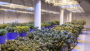 Altria NEWS 26764019